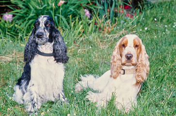 Two English cocker spaniels sitting in green grass