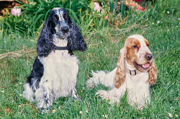 Two English cocker spaniels sitting in green grass