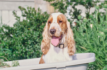 A red and white English cocker spaniel sitting in a white plastic wheelbarrow with greenery in the...