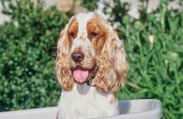 A red and white English cocker spaniel sitting in a white plastic wheelbarrow with greenery in the background