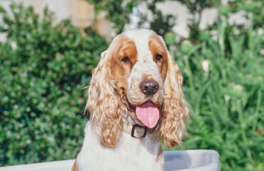 A red and white English cocker spaniel sitting in a white plastic wheelbarrow with greenery in the background