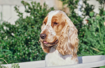 A red and white English cocker spaniel sitting in a white plastic wheelbarrow with greenery in the background