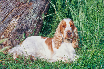 A red and white English cocker spaniel laying in the grass beside a tree trunk