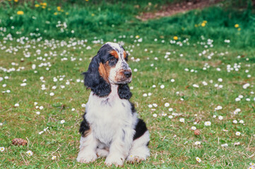 A black white and tan English cocker spaniel puppy sitting in grass with white wildflowers