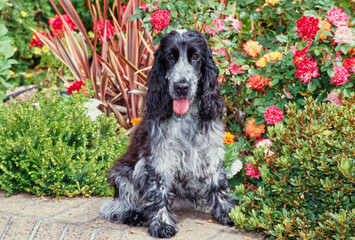 A blue roan English cocker spaniel sitting on a brick planter with red orange and yellow flowers...