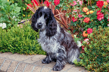 A blue roan English cocker spaniel sitting on a brick planter with red orange and yellow flowers behind