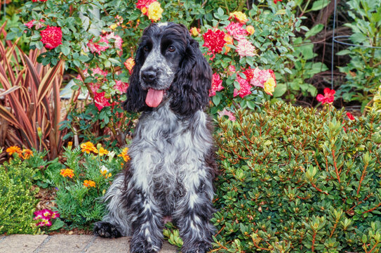 A blue roan English cocker spaniel sitting on a brick planter with red orange and yellow flowers behind