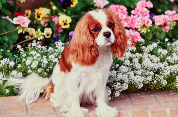 A Cavalier King Charles Spaniel sitting on a brick planter with colorful flowers