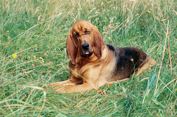 A bloodhound laying in a tall grassy field with yellow wildflowers - obrazy, fototapety, plakaty