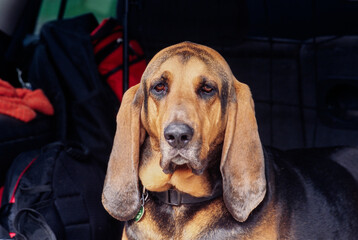 Close-up of a bloodhound's face - obrazy, fototapety, plakaty
