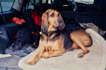 A bloodhound on a dog bed in the back of a vehicle - obrazy, fototapety, plakaty