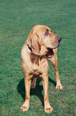 A bloodhound standing on a grassy lawn - obrazy, fototapety, plakaty