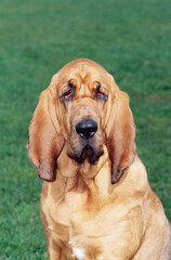 Close-up of a bloodhound's face with green grass in the background - obrazy, fototapety, plakaty