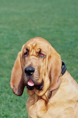 Close-up of a bloodhound's face with green grass in the background - obrazy, fototapety, plakaty
