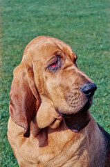Close-up of a bloodhound's face with green grass in the background