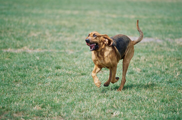 A bloodhound running through a grassy field