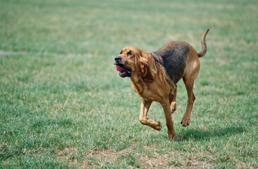 A bloodhound running through a grassy field - obrazy, fototapety, plakaty