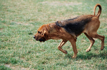 A bloodhound running through a grassy field - obrazy, fototapety, plakaty