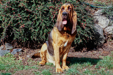 A bloodhound sitting in front of a shrub - obrazy, fototapety, plakaty