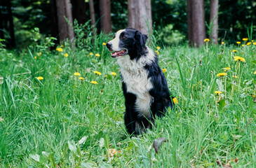 A border collie sitting in tall green grass with yellow wildflowers