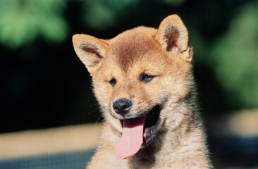 Close-up of a Shiba Inu puppy