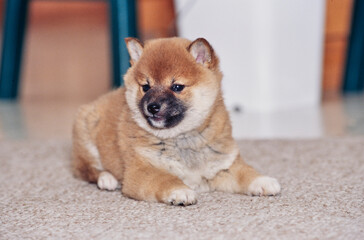 A Shiba Inu puppy laying on carpet