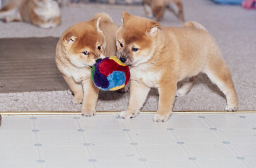 A pair of Shiba Inu puppies play tug with a toy