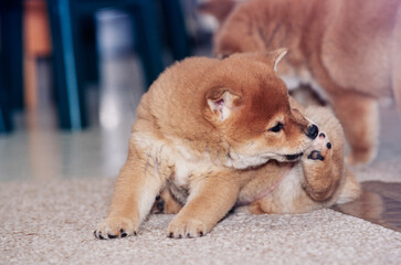 A Shiba Inu puppy licking its paw - obrazy, fototapety, plakaty