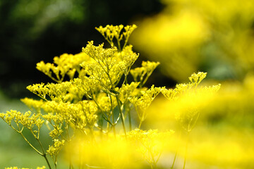 秋の七草　オミナエシ　Patrinia scabiosifolia