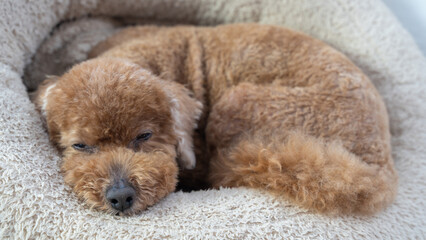 ふわふわの犬用ベットの中で眠そうなシニアトイプードル（アップ）