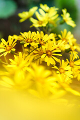 ツワブキ　Farfugium japonicum