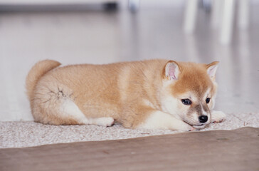Fototapeta premium A Shiba Inu puppy laying on a floor