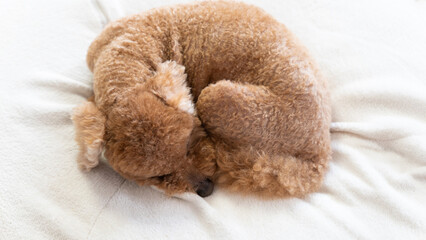 白いクッションの上で丸まるトイプードル（真俯瞰）