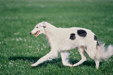 Obraz premium A Borzoi dog walking through a field of green grass with white wildflowers