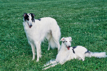 Obraz premium A pair of Borzoi dogs resting in a field of green grass and white wildflowers