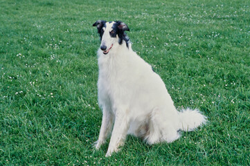 A Borzoi dog sitting in a field of green grass with white wildflowers