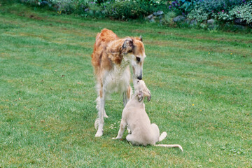 A Borzoi dog nuzzling a puppy
