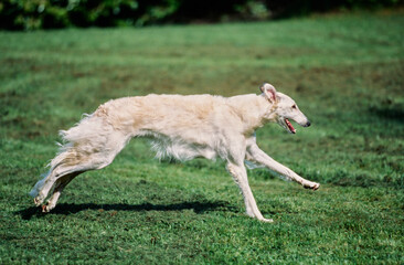 A Borzoi dog running through a field of green grass