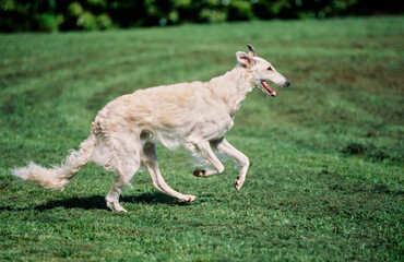 A Borzoi dog running through a field of green grass