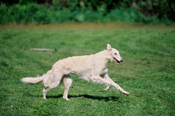 A Borzoi dog running through a field of green grass