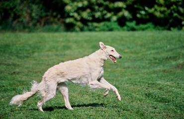 Obraz na płótnie Canvas A Borzoi dog running through a field of green grass