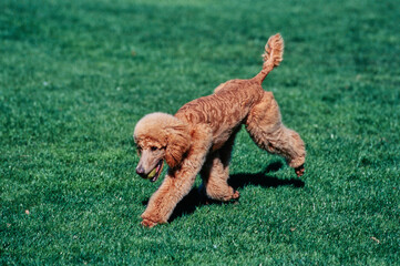 A standard poodle running across a green lawn with a tennis ball in its mouth
