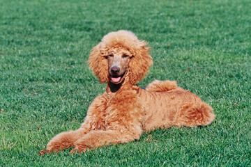 A standard poodle laying in a green lawn