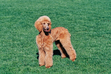 A standard poodle standing in a green lawn