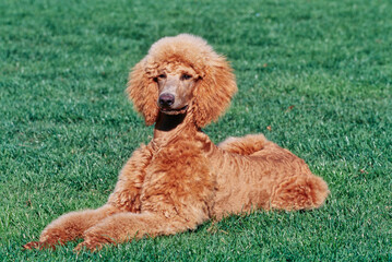 A standard poodle laying in a green lawn