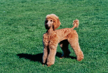 A standard poodle standing in a green lawn