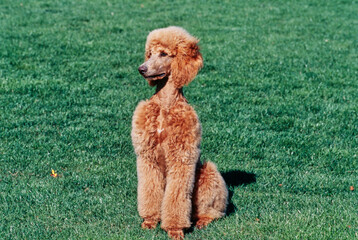 A standard poodle sitting in a green lawn