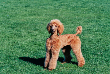 A standard poodle standing in a green lawn