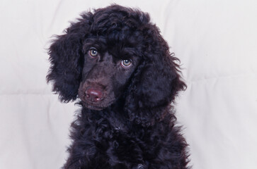 Close-up of a standard poodle