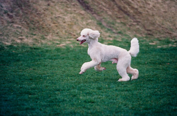 Fototapeta premium A standard poodle running through a green field